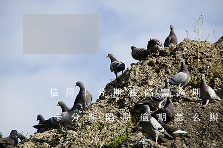 信用卡分期被陷害逾期了怎么處理，遭遇信用卡分期陷阱，逾期怎么辦？